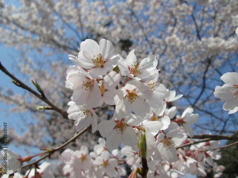 桜 桜