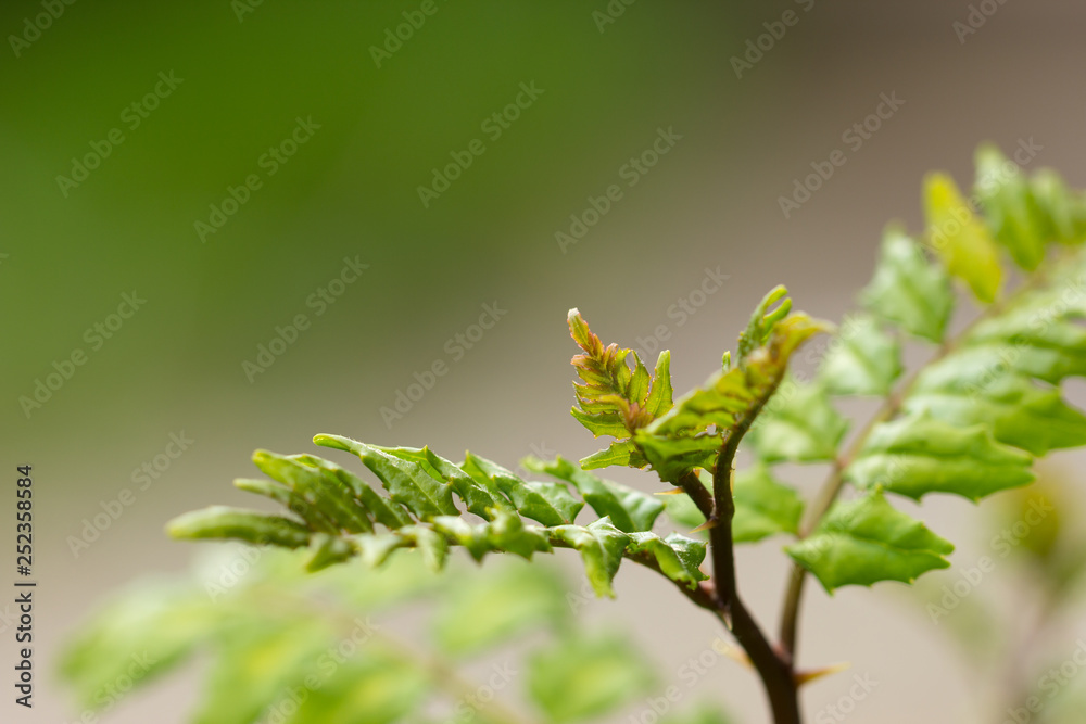 Naklejka premium 山椒の葉