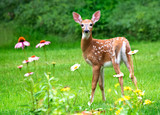 White Tailed deer fawn stands near flowers in a garden