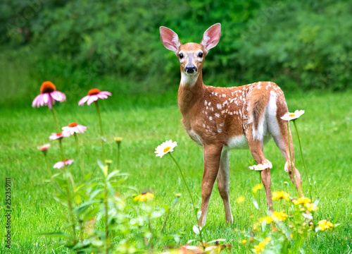 White Tailed deer fawn stands near flowers in a garden photo