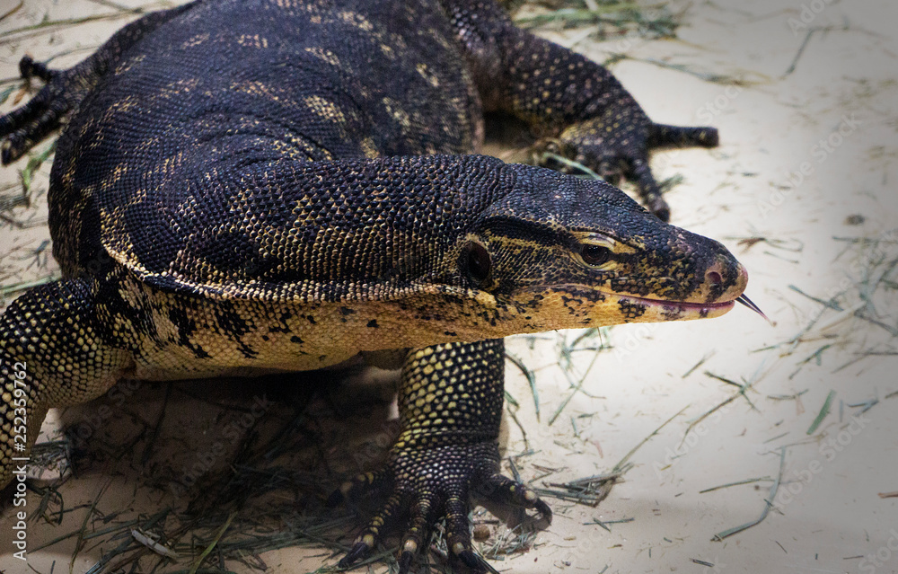 Obraz premium giant lizzard