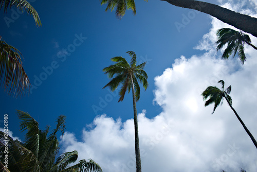 Wallpaper Mural Rarotonga Coconut Tree Torontodigital.ca