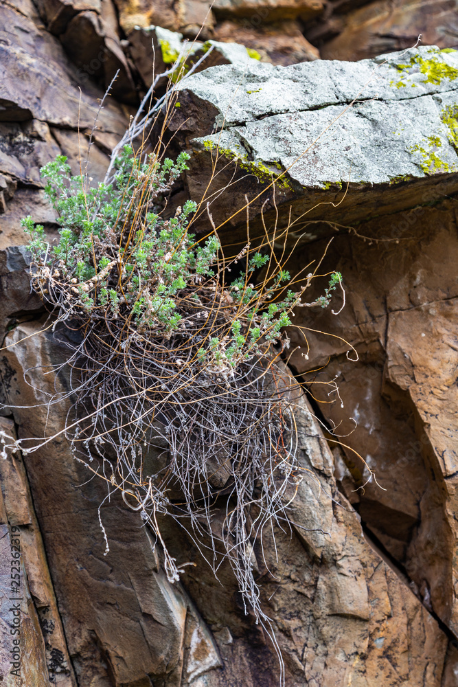 Bushes growing on bare rocks in the mountains of Altai Bushes growing on bare rocks in the mountains of Altai
