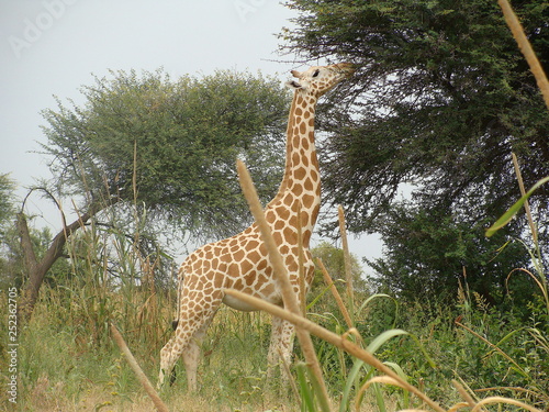 LOVELY FORAGING WILD AFRICAN GIRAFFE