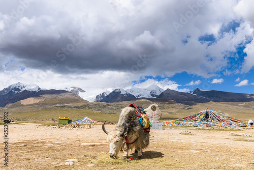 Yak with colorful and ethnic saddle at a view platform on the east of the Nyenchen Tanglha Mountains, in Damxung, Lhasa, Tibet, China. photo