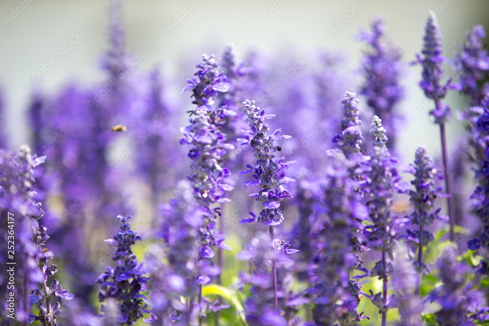 Fototapeta premium Victoria Blue Salvia kwiaty w ogrodzie