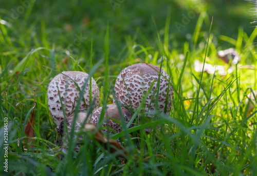 mushrooms