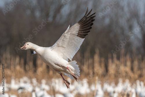 Snow goose (Chen caerulescens) coming in for a landing.