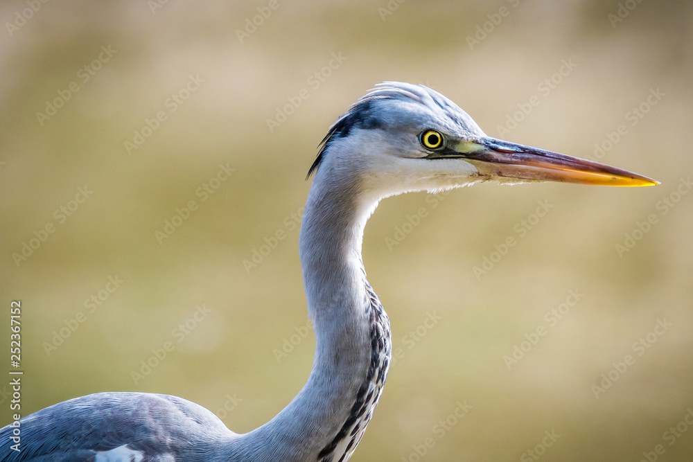 Isolated grey heron portrait in the wild- Israel Isolated grey heron portrait in the wild- Israel