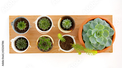 Succulents in flat lay