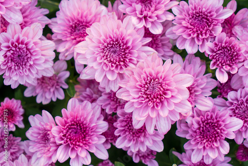 Blossom pinkish purple Chrysanthemum   Hardy Mums  flower in the garden with green leaf of summer sunshine.