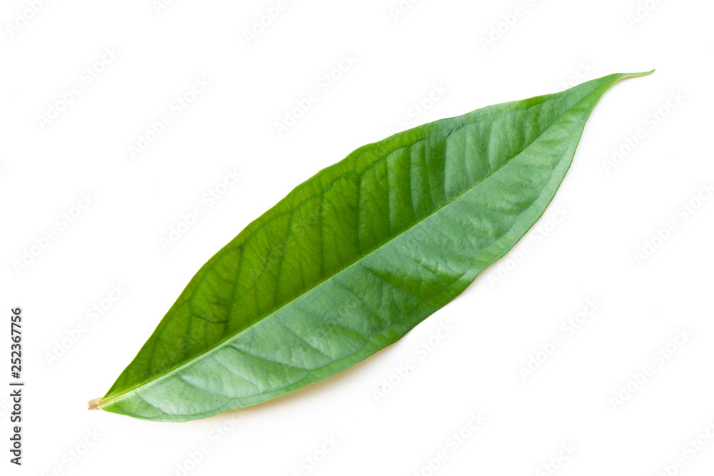 Obraz premium The natural texture of seamless foliage close-up. Fresh green leaves isolate on white background with young spring of the plant.