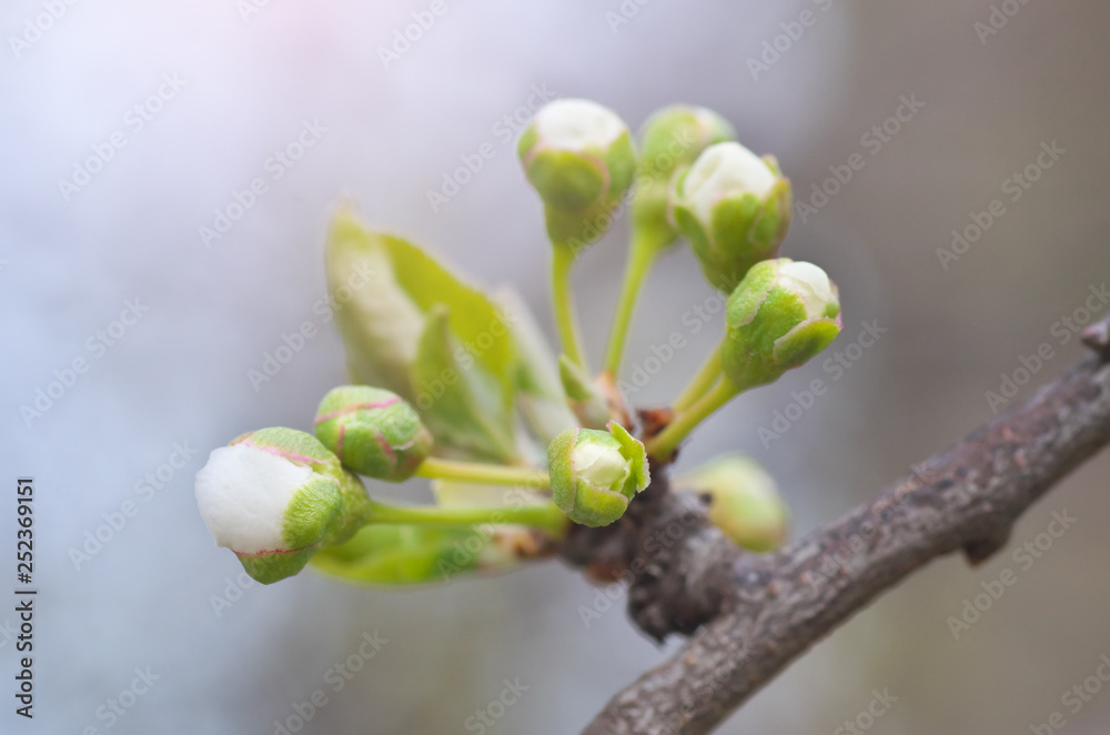 Spring buds on tree Spring buds on tree