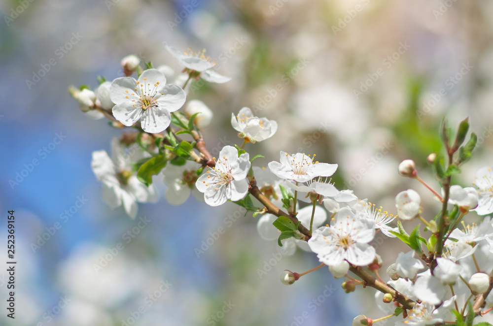 Obraz premium Spring buds on tree.