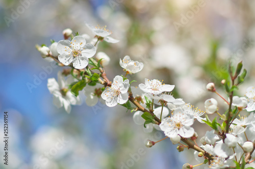 Spring buds on tree. © GIS