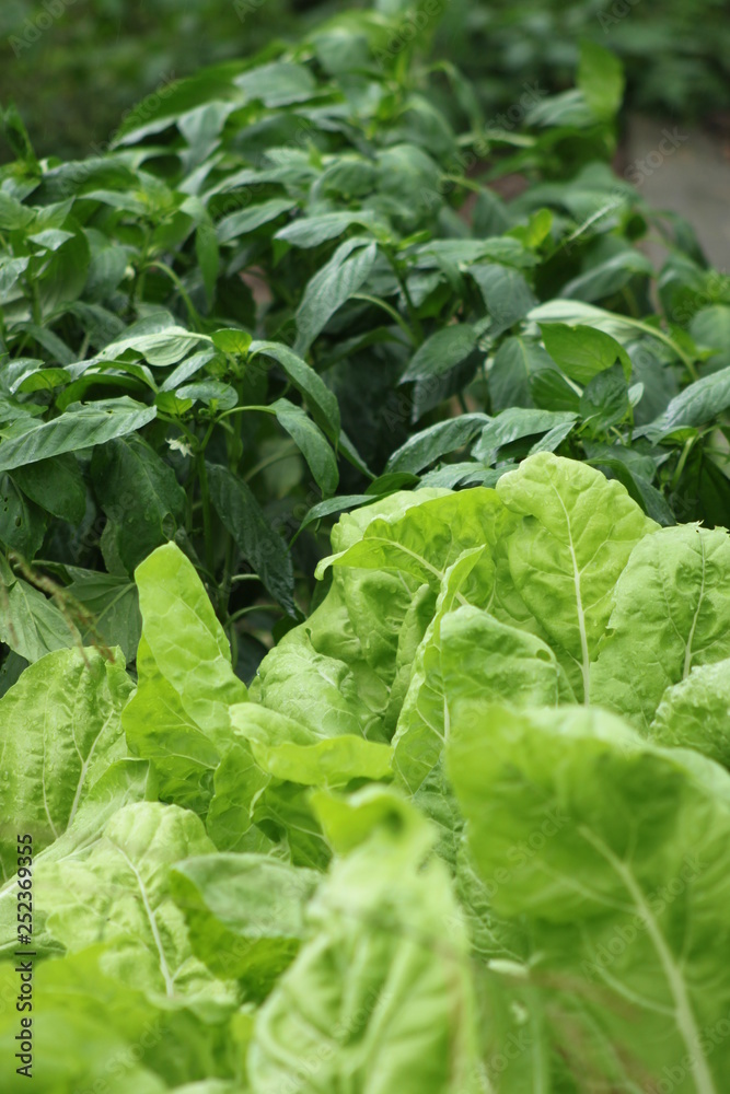 fresh lettuce growing in the garden fresh lettuce growing in the garden