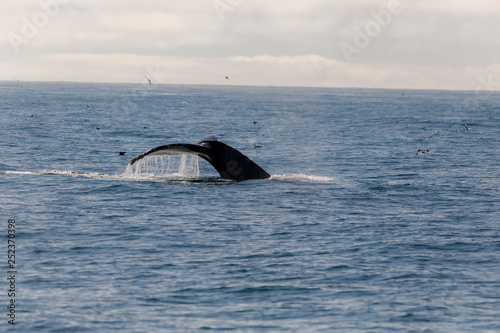 Whale in gulf of Alaska