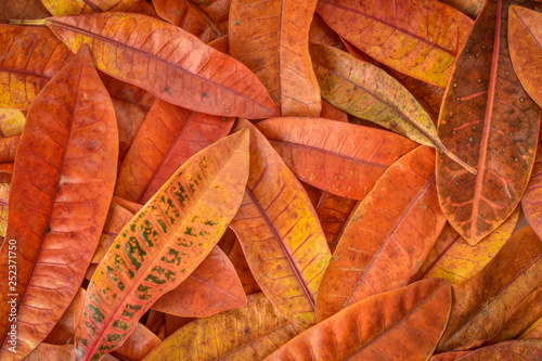 Background of fallen leaves in autumn. The changing of season provides colorful nature.