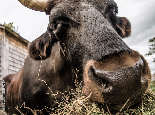 Closeup of an ox on a farm