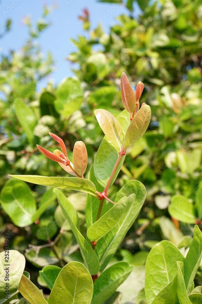 green carissa carandas branch tree in garden green carissa carandas branch tree in garden
