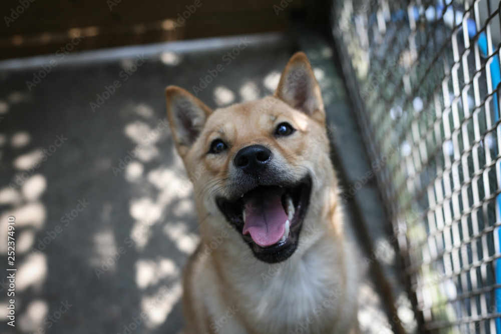 Fototapeta premium smiling dog