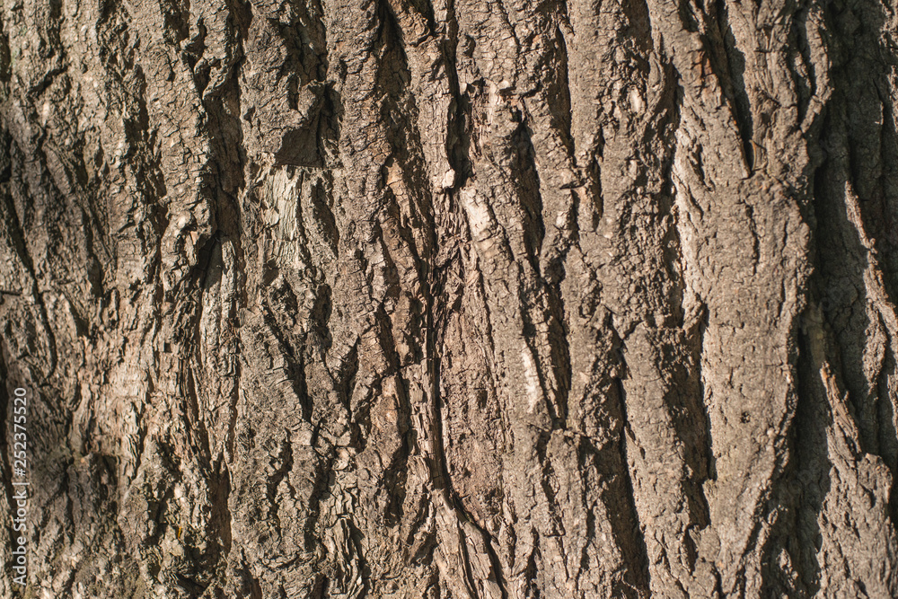 Old Wood Tree bark Texture Background Pattern. horizontal image Old Wood Tree bark Texture Background Pattern. horizontal image