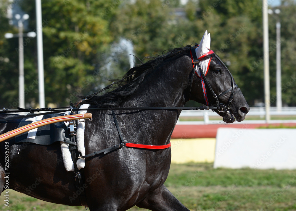 Portrait of a bay horse trotter breed in motion on hippodrome.