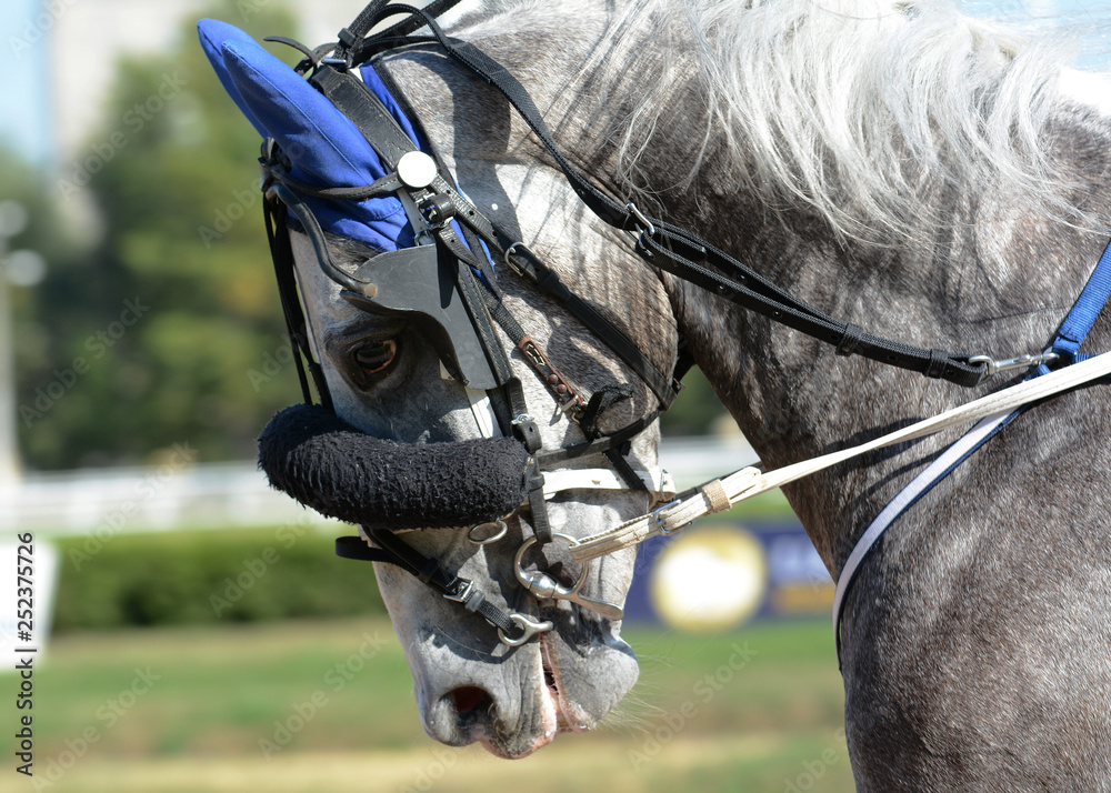 Portrait of a gray horse trotter breed in motion on hippodrome.
