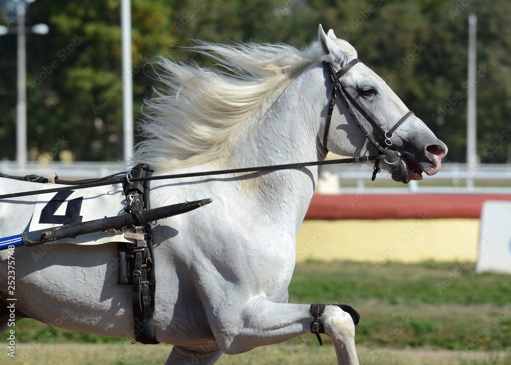 Portrait of a white horse trotter breed in motion on hippodrome