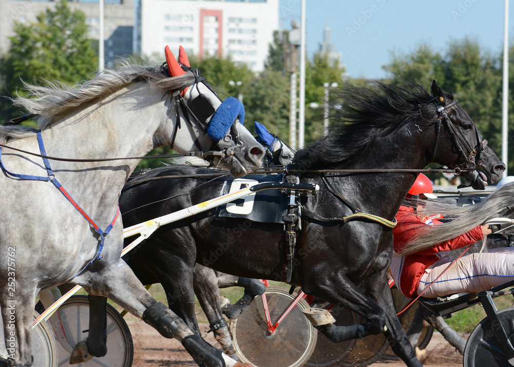 Portrait of a bay horse trotter breed in motion on hippodrome.