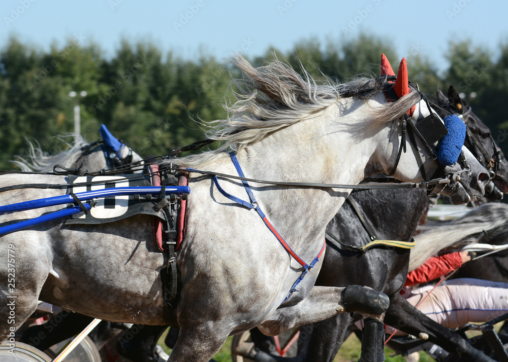 Portrait of a bay horse trotter breed in motion on hippodrome.