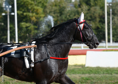 Obraz na płótnie Portrait of a bay horse trotter breed in motion on hippodrome. w salonie
