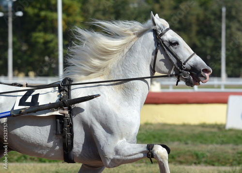 Obraz na płótnie Portrait of a white horse trotter breed in motion on hippodrome w salonie