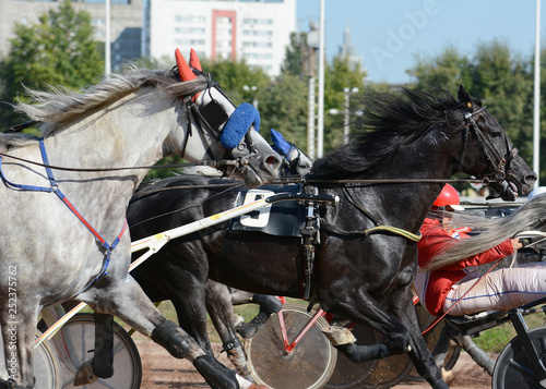 Obraz na płótnie Portrait of a bay horse trotter breed in motion on hippodrome. w salonie