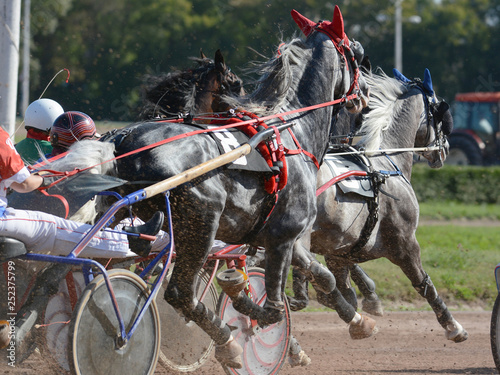 Horses trotter breed in harness horse racing on racecourse. 