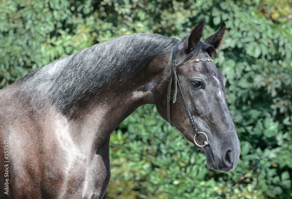 Beautiful portrait of a gray sport horse on green background in summer
