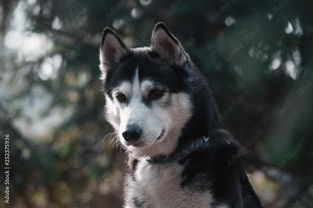 Portrait of a black-white siberian husky dog on green background