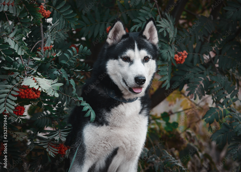 Portrait of a black-white siberian husky dog sitting in red rowan
