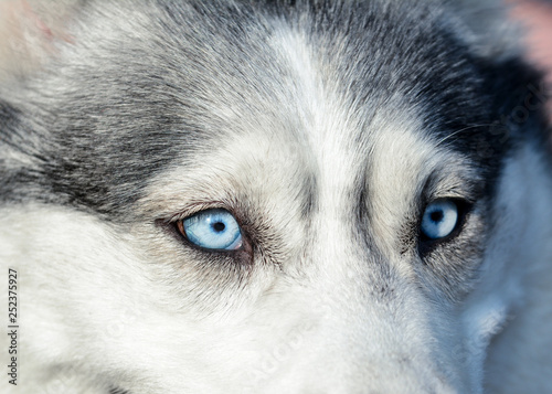 Obraz na płótnie Beautiful blue eyes in the gray siberian husky dog. Macro view. w salonie