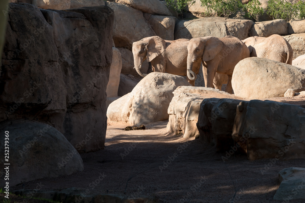 Obraz premium Beautiful African elephant