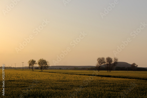 Wheat fields in interior of sindh province  Pakistan. The golden hour light brought out the colour well. 