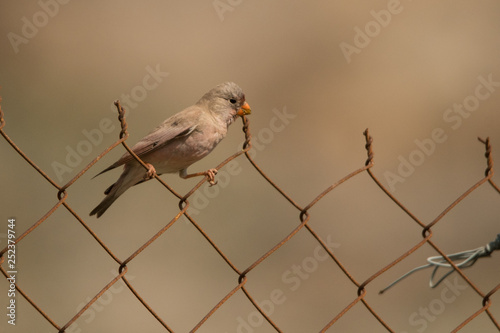 Trumpeter finch / Bucanetes githagineus photo