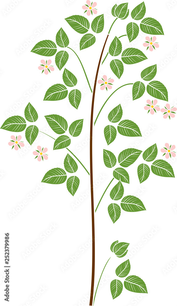Raspberry plant (floricane) with pink flowers isolated on white background
