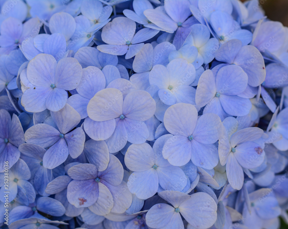 Purple blue flower of Bigleaf Hydrangea