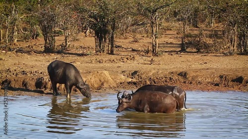 Three African buffalo taking bathin water hole in Kruger National park, South Africa ; Specie Syncerus caffer family of Bovidae photo