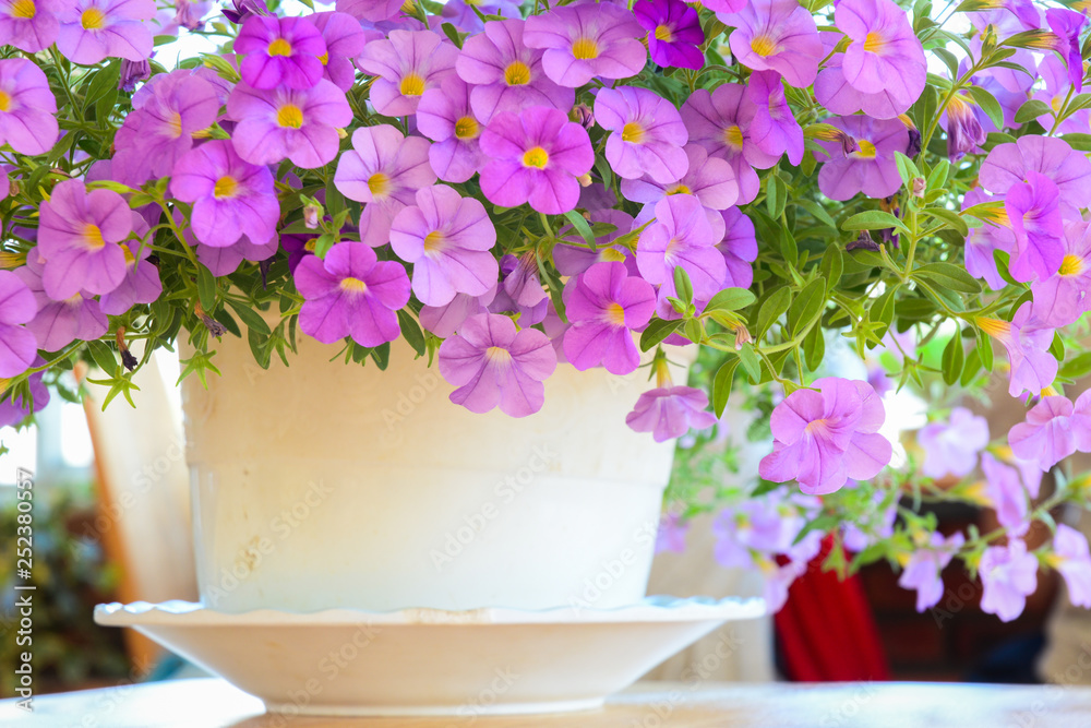 Small flowers at sunny day Small flowers at sunny day