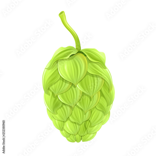 Isolation Hop cones on white background, vector.