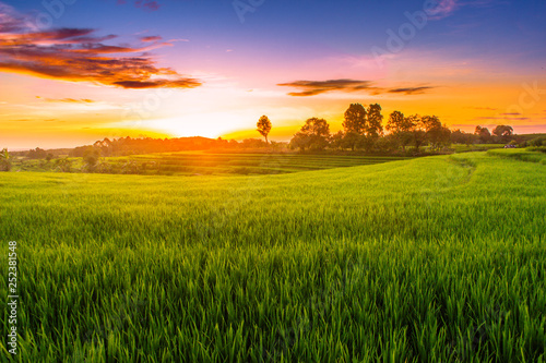 indonesia nature paddy fields summer season natural beauty of bengkulu utara indonesia with mountain barisan and green nature