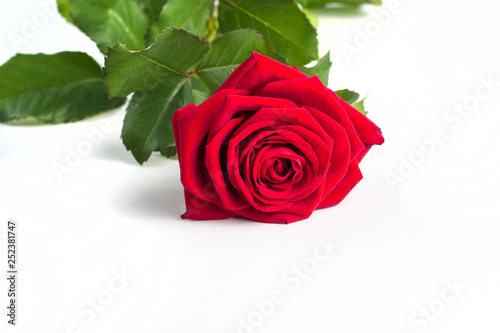 Fototapeta Naklejka Na Ścianę i Meble -  Beautiful Red Rose Flower with stem Isolated on White background. Concept for 8 march wedding with copy space