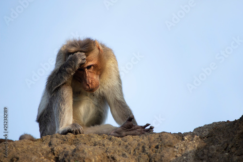 Rhesus macaque or monkey scratching head  Maharashtra  India.